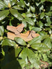 Sandra Ruskinds Sandal